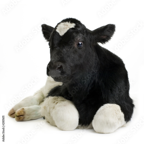 veau