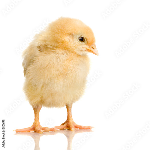 poussin