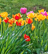 contrasting tulips