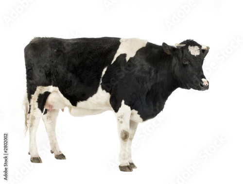 vache