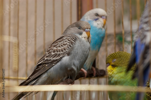 sleeping budgerigars sleeping budgerigars