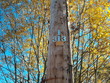 power pole