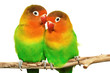 lovebirds