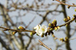 fleurs 186