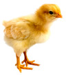 chick
