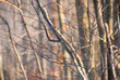 winter forest