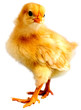 chick