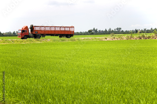 red truck through paddy field