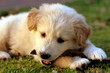 nice white labrador playing on grass
