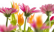 spring garden 3 spring garden 3