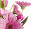 spring garden 8