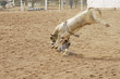 bull riding 9