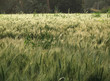 corn field