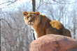 lion
