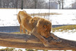 lion