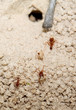 fire ants