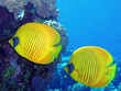 masked butterflyfish