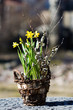 daffodils
