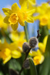 daffodils