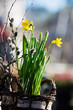 daffodils