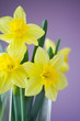 daffodils daffodils