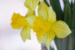 daffodils