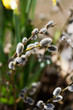 daffodils