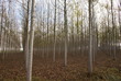 filari di alberi