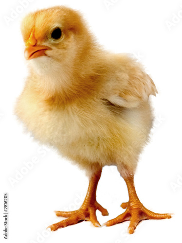 Photo: chick chick