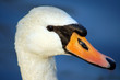 schwan 1
