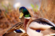 ente