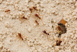 fire ants