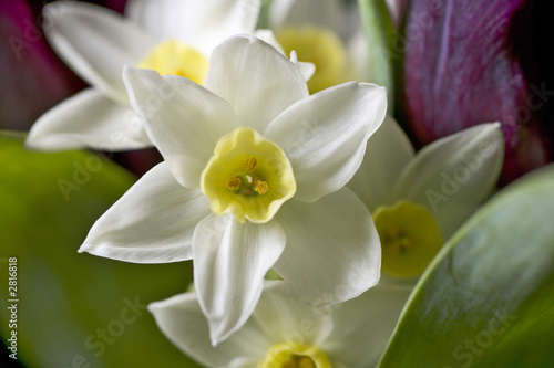 Photo: daffodils daffodils