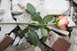 beautiful rose on the rubber