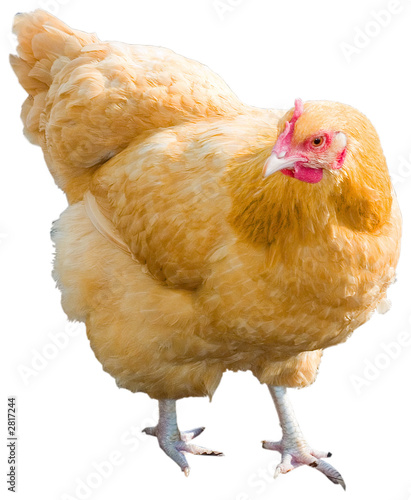 golden hen