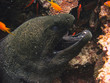 predatory fish