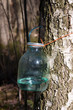 birch sap birch sap