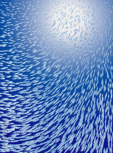 fish school under water