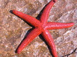 etoile de mer