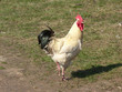 cock