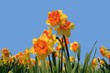 daffodils