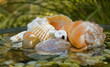arrangement of shells