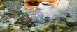 moving water & shells