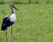 stork