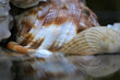shell refelction