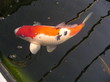 japanese koi carp japanese koi carp