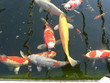 japanese koi carp japanese koi carp