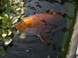japanese koi carp japanese koi carp