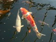 japanese koi carp japanese koi carp