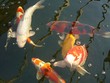 japanese koi carp japanese koi carp